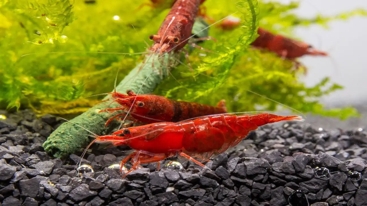 About To Cherry Shrimp In Aquariums