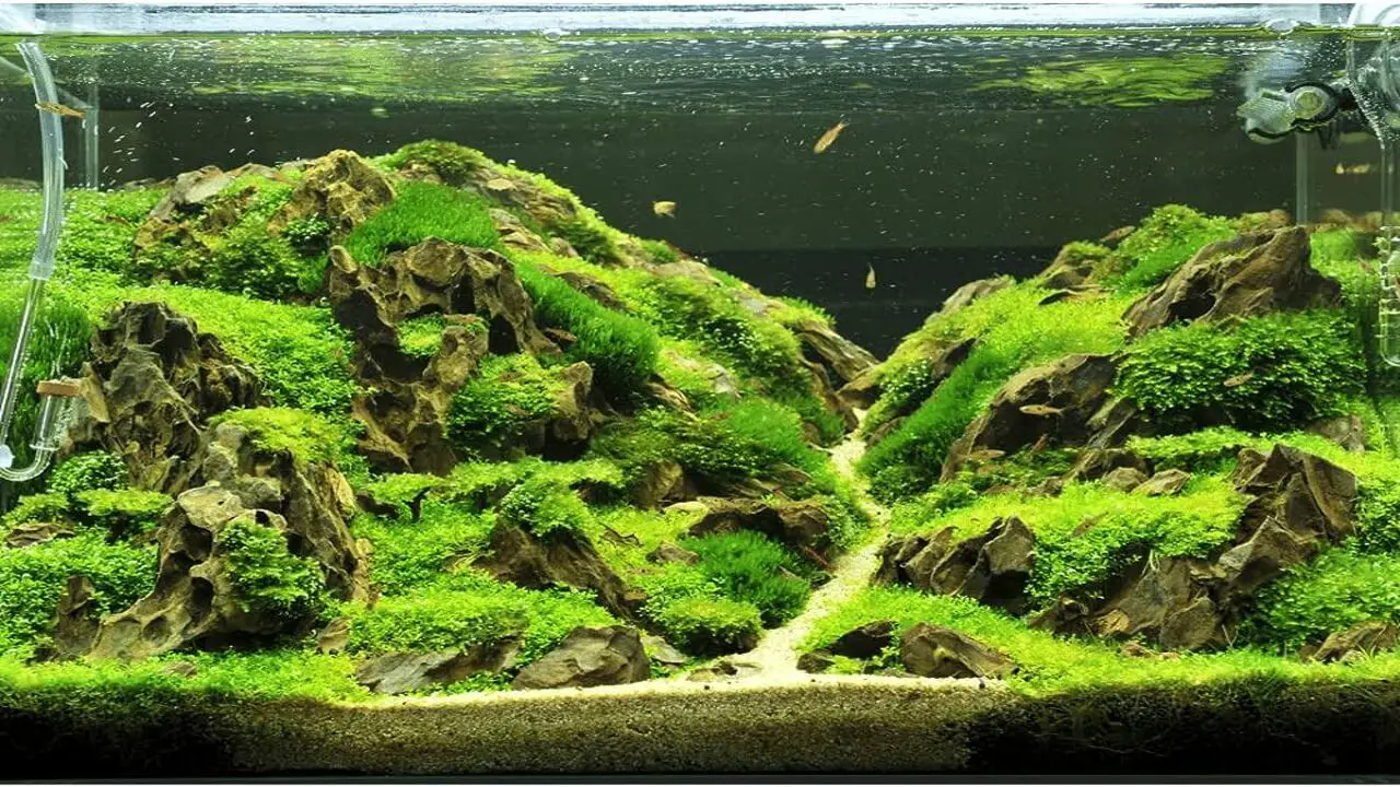 Adding Fish And Other Aquatic Creatures To Your Moss Wall-Aquarium