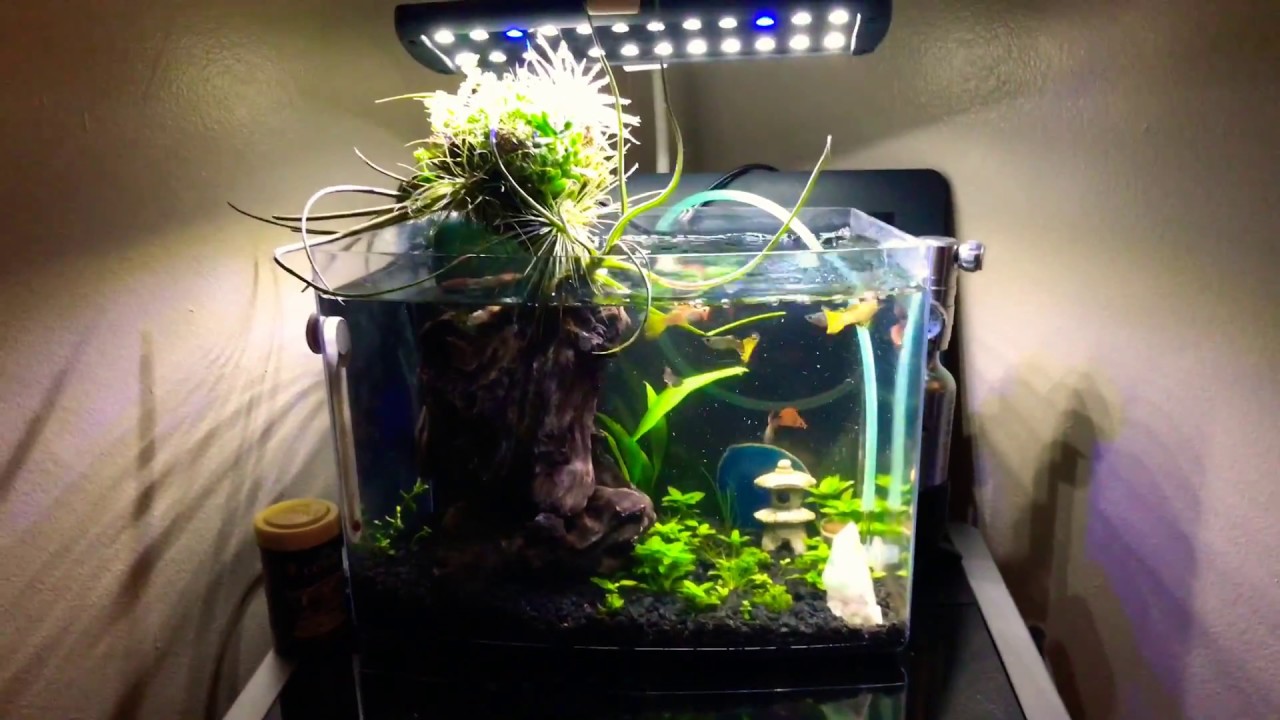Alternatives To Keeping Guppies In A Small Tank