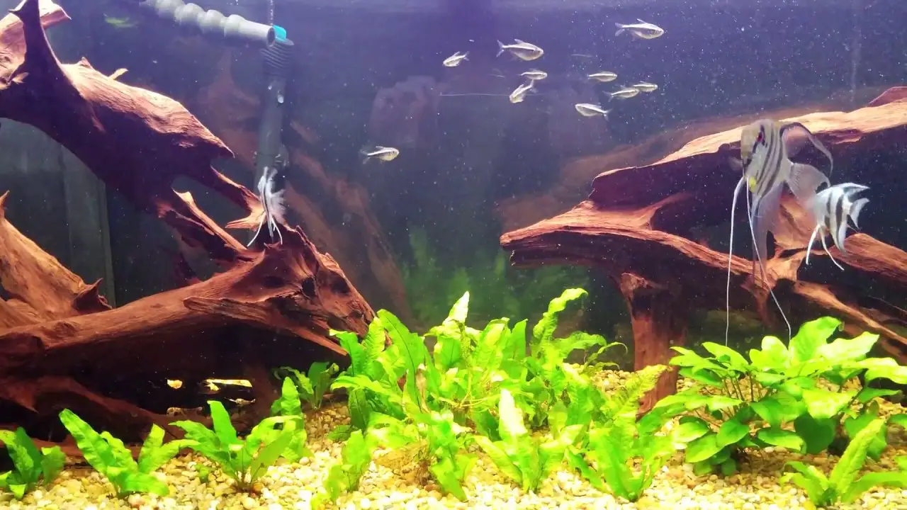 An Estimation Of How Many Angelfish In A 75 Gallon Tank
