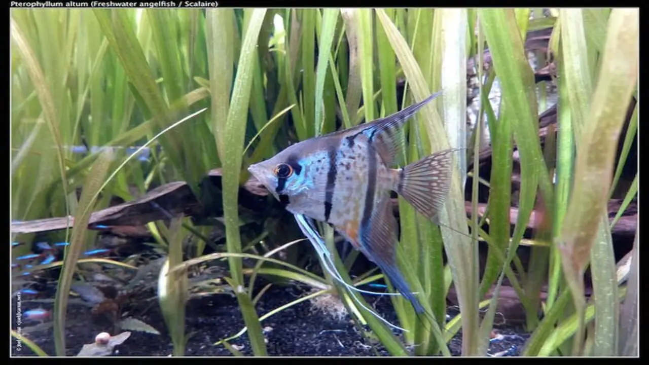 Angelfish-Fin Rot How To Treat Them