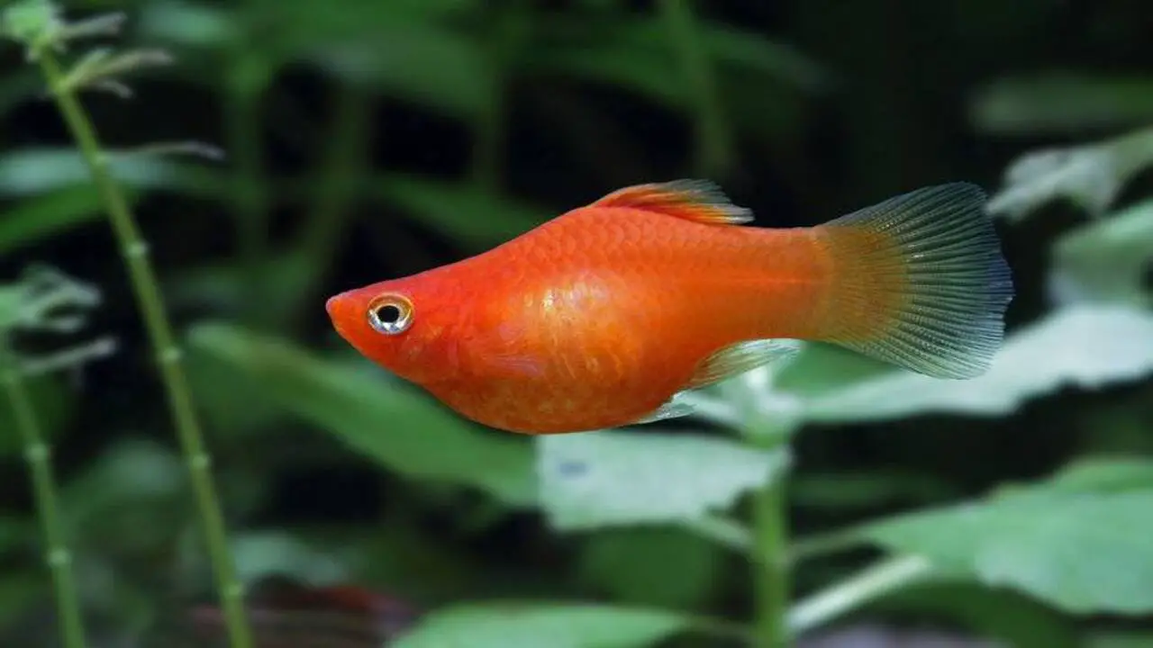 Appearance And Characteristics Of Balloon Molly Fish