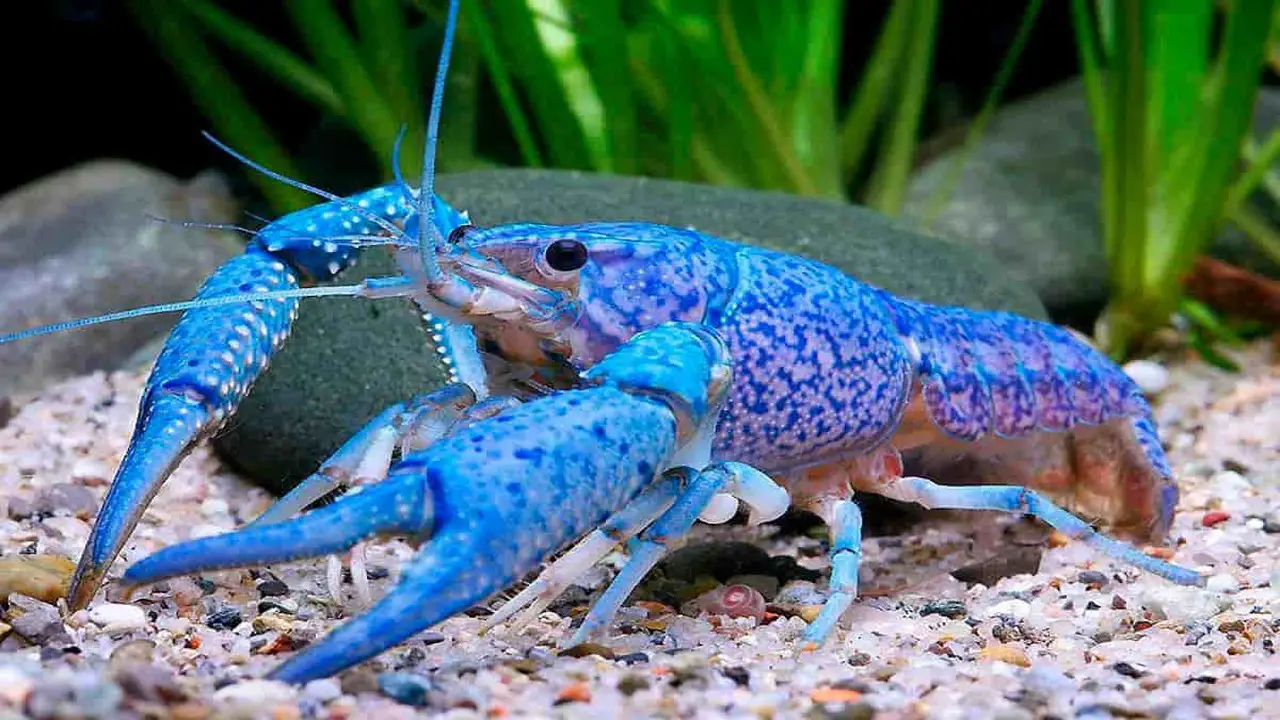 Appearance And Size Of Blue Crayfish