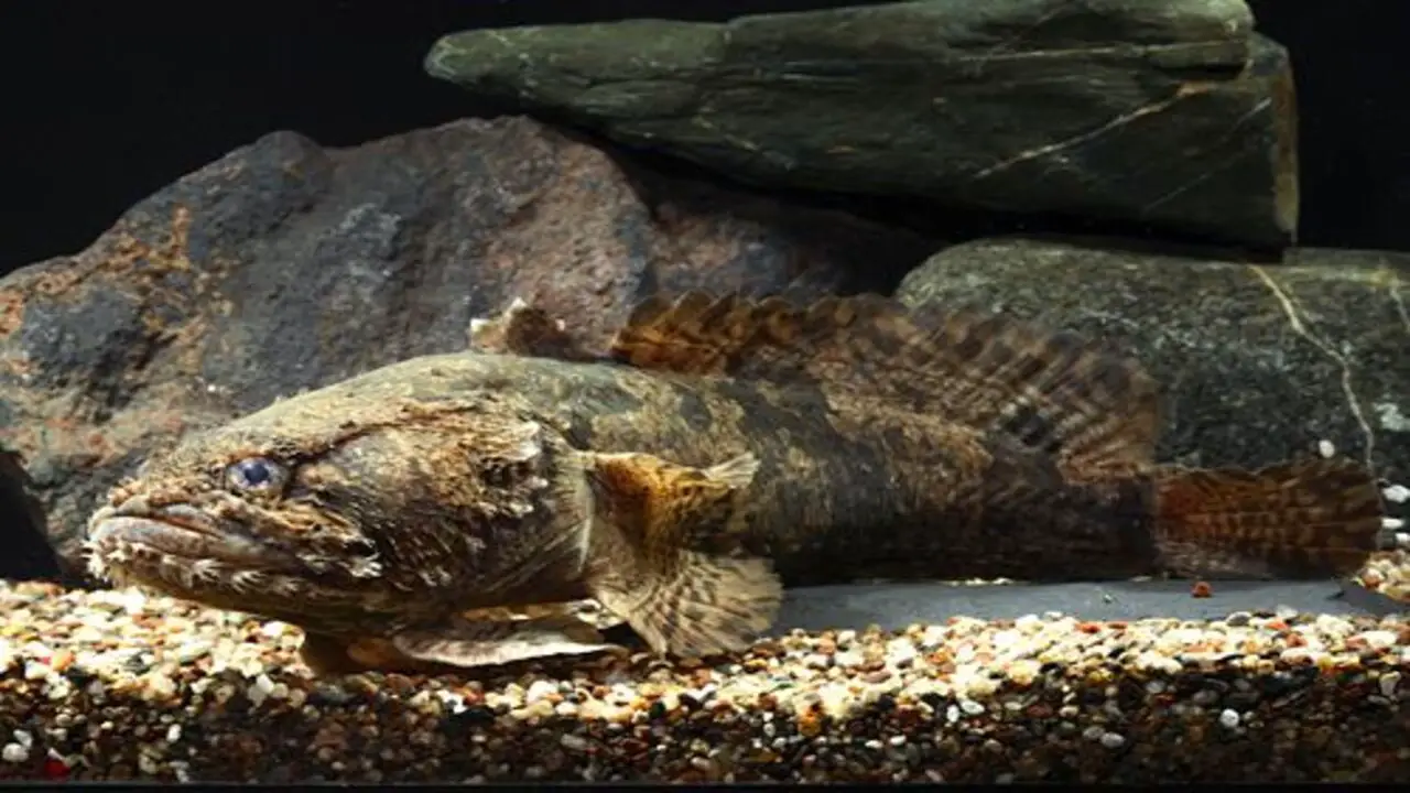 Are Freshwater Lionfish Suitable For Your Aquarium