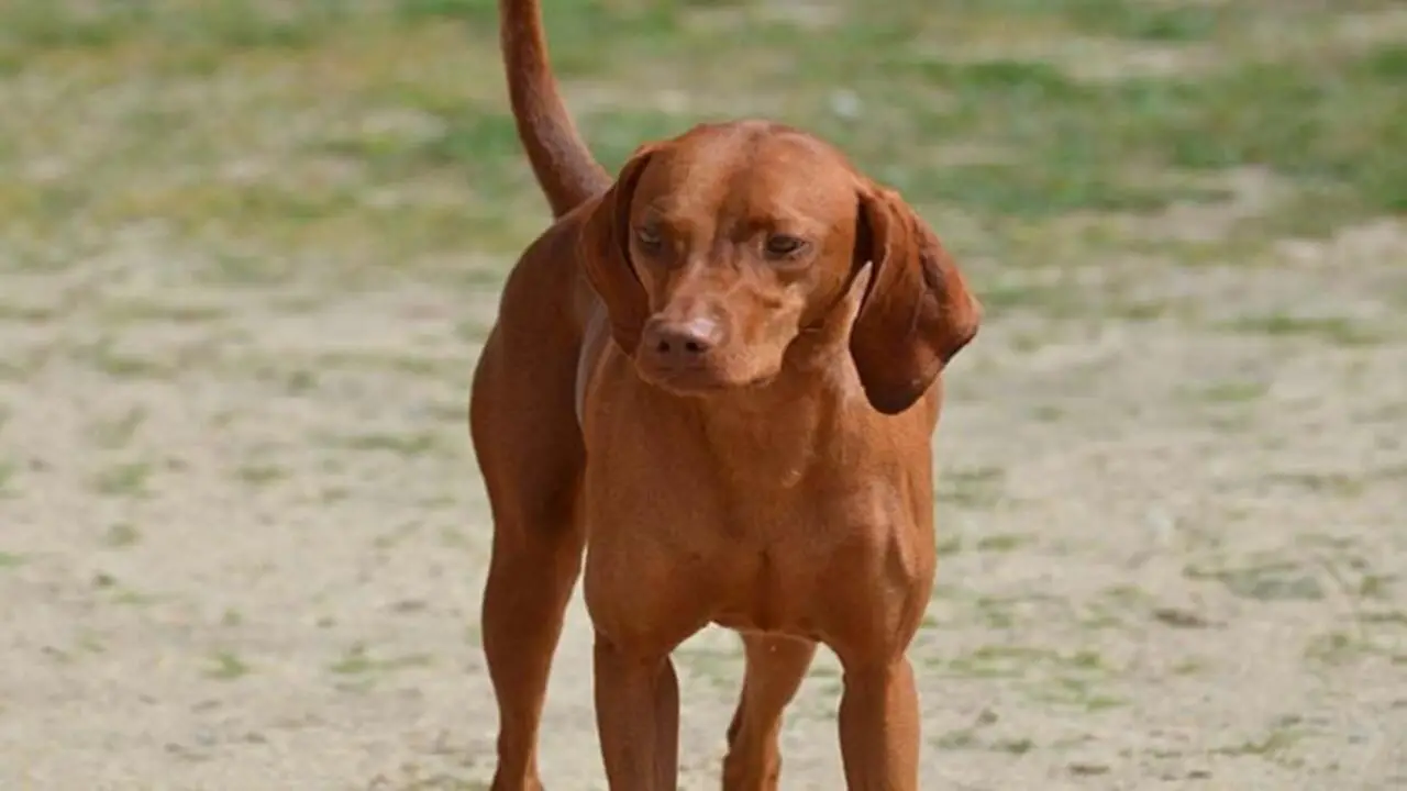 Are Redbone Coonhounds Aggressive - Explained The Passive Reasons
