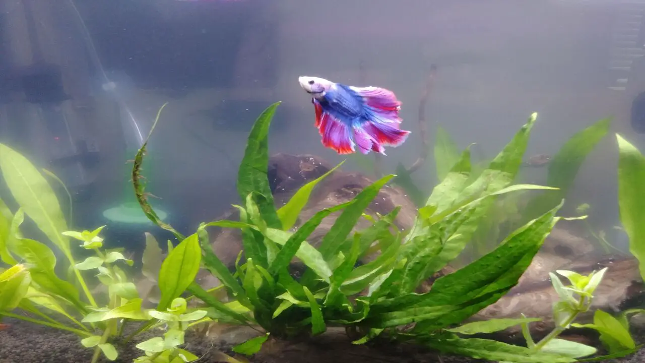 Are Stars-And Stripes Betta Fish Suitable For Beginners