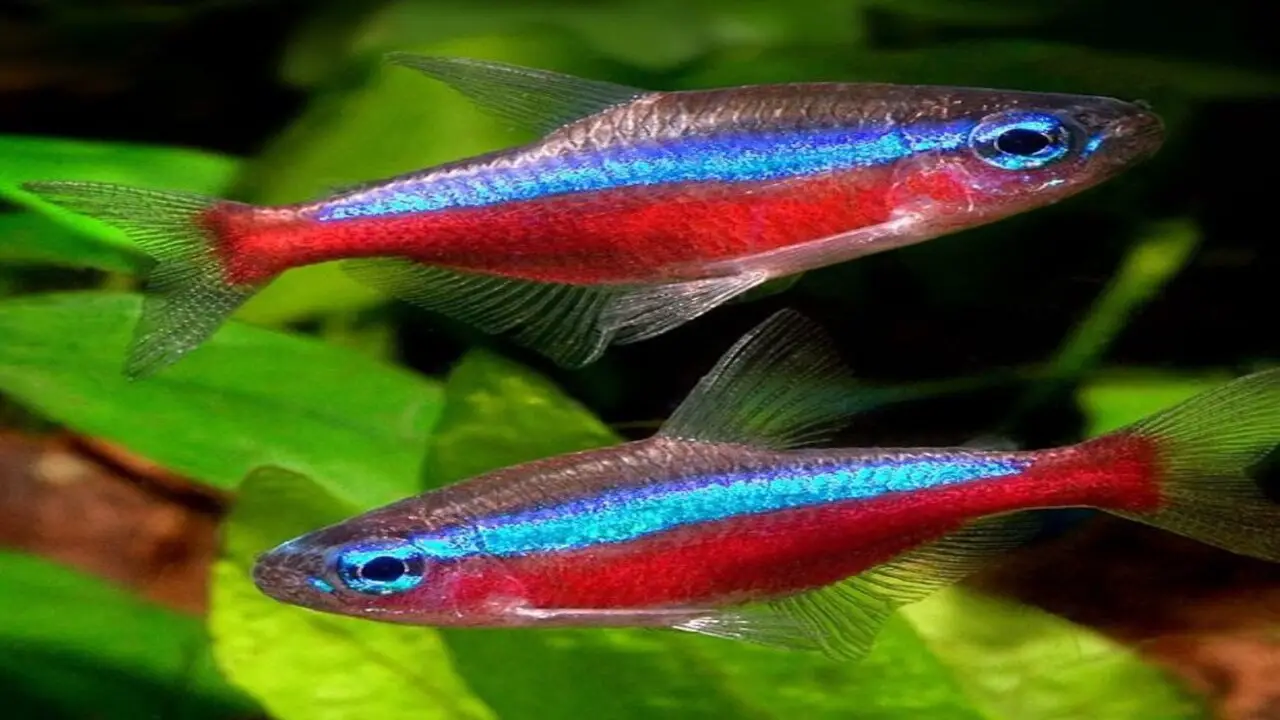 Are There Other Ways To Identify Male And Female Neon Tetras