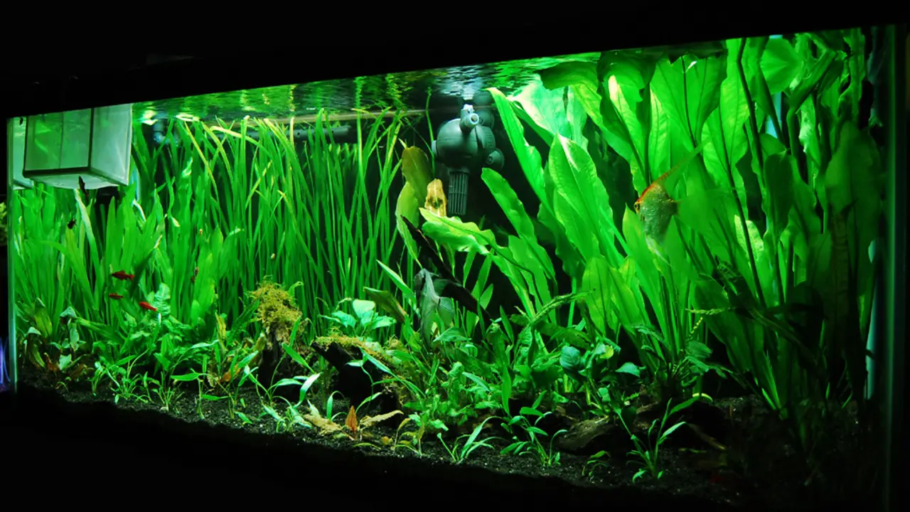 Avoiding Common Mistakes When Setting Up A Planted Aquarium