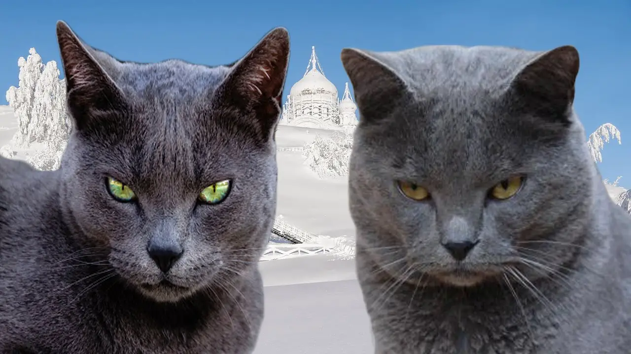 Behavioral Traits: Chartreux Vs Russian Blue Cat