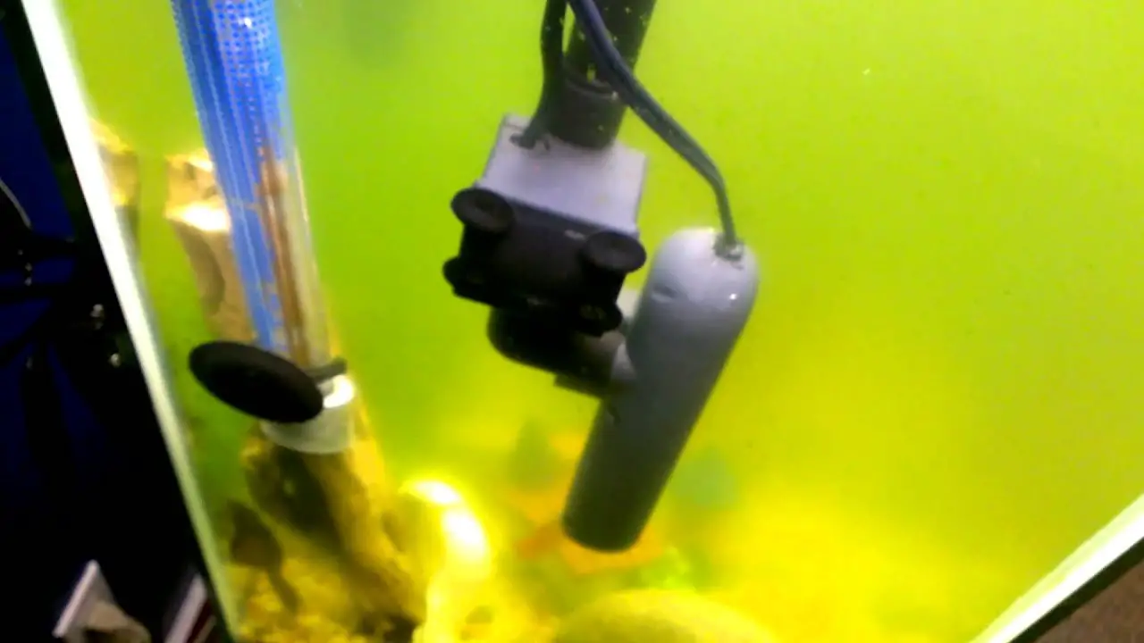 Best Practices For Using A Green Killing Machine In Your Aquarium