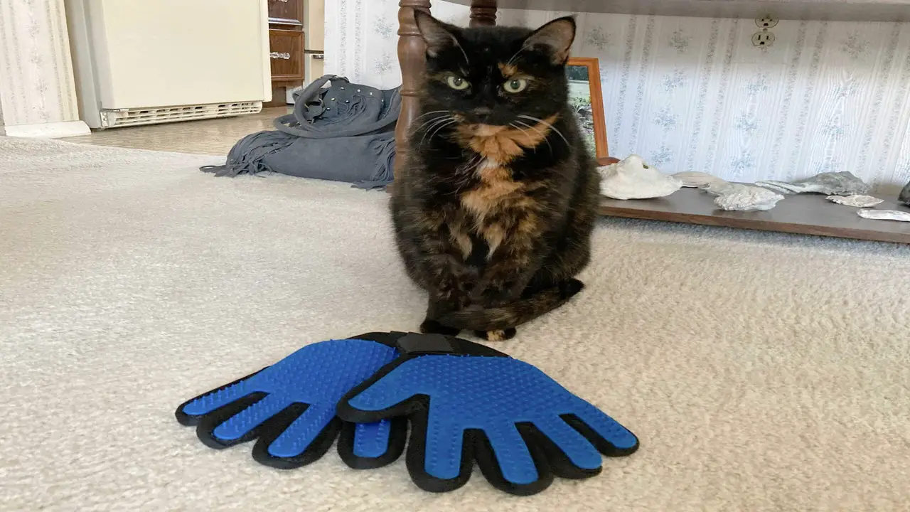 Best Practices For Using Cat-Playing Gloves