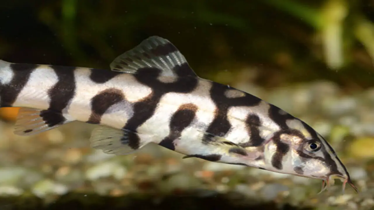 Bottom Feeder Fish For Small Tank