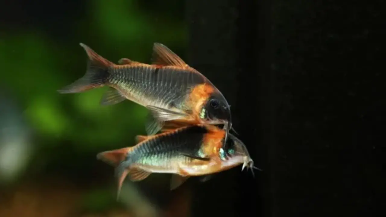 Breeding Behaviors And Signs Of Courtship In Male And Female Cory Catfish