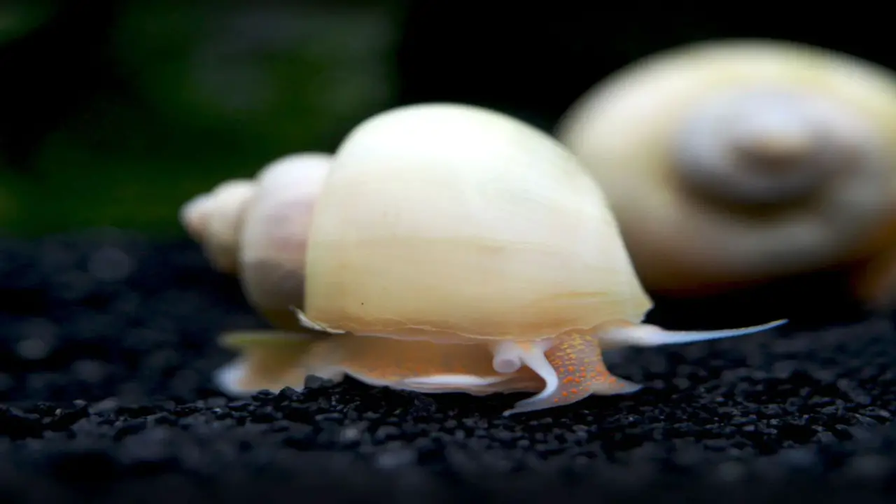 Calcium And Shell Formation In Snails