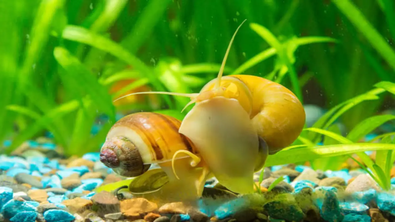 Calcium And Snail Health