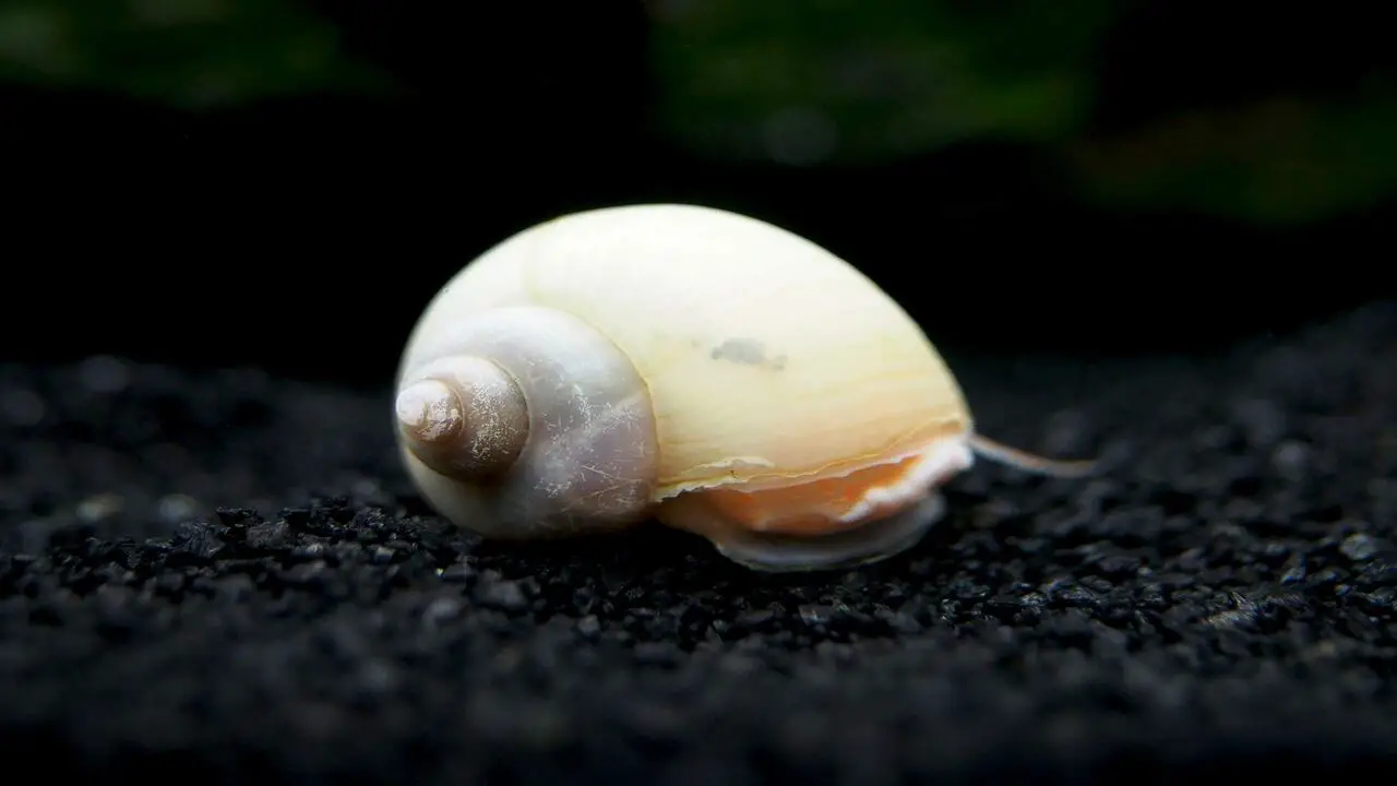 Calcium Supplementation Techniques For Snails