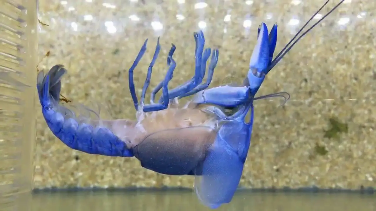 Can Blue Crayfish Live With Other Species In The Same Tank