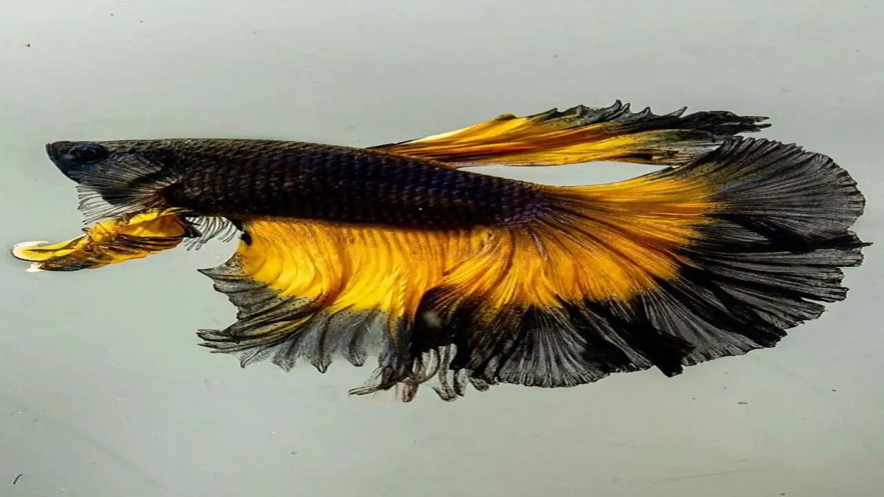 Can Bumblebee-Betta Fish Live With Other Fish Species