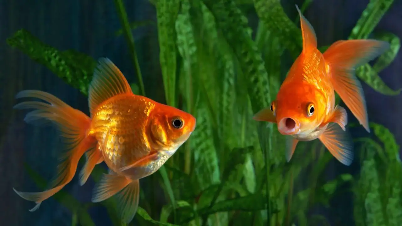 Can Goldfish Eat Tropical Flakes - Explained In Detail