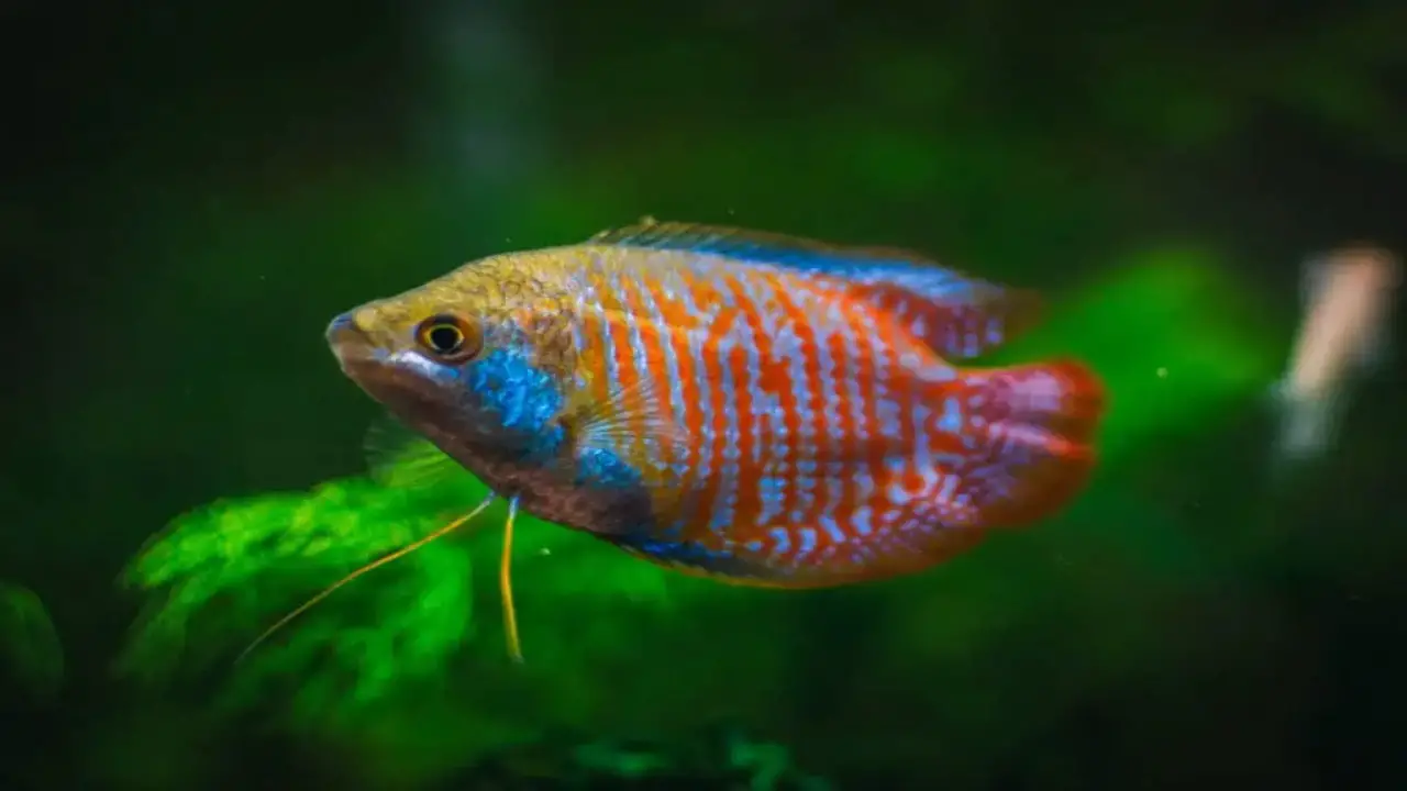 Care And Maintenance After The Birth Of Baby Gouramis