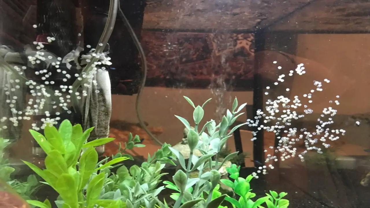 Caring For Cory Catfish Fry After Hatching