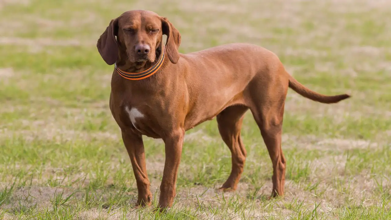 Causes Of Aggression In Redbone Coonhounds