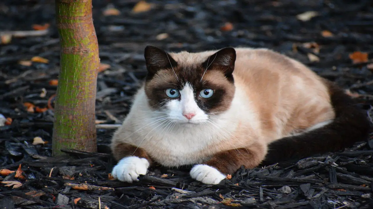 Characteristics Of Siamese Cats With White Paws