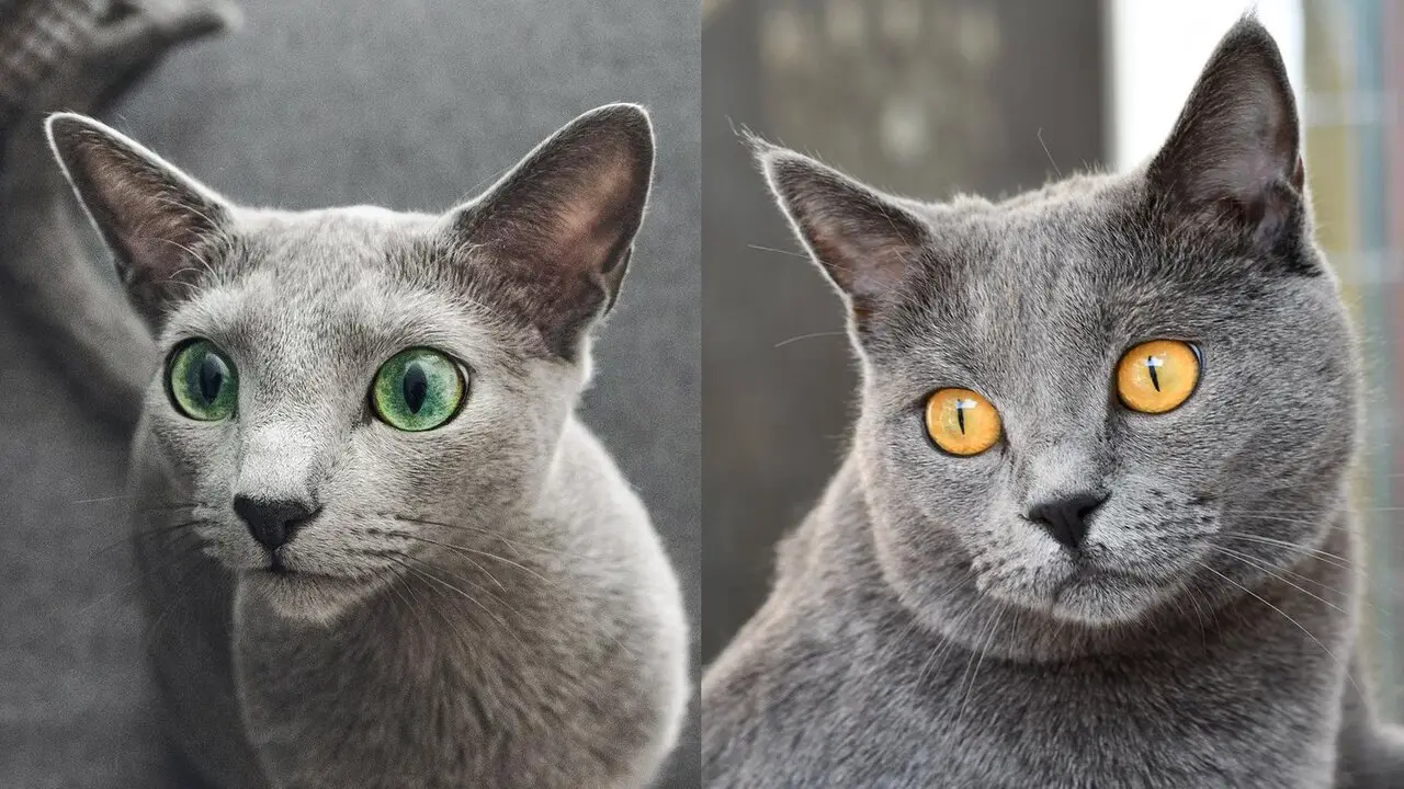 Chartreux Cats Personality And Temperament