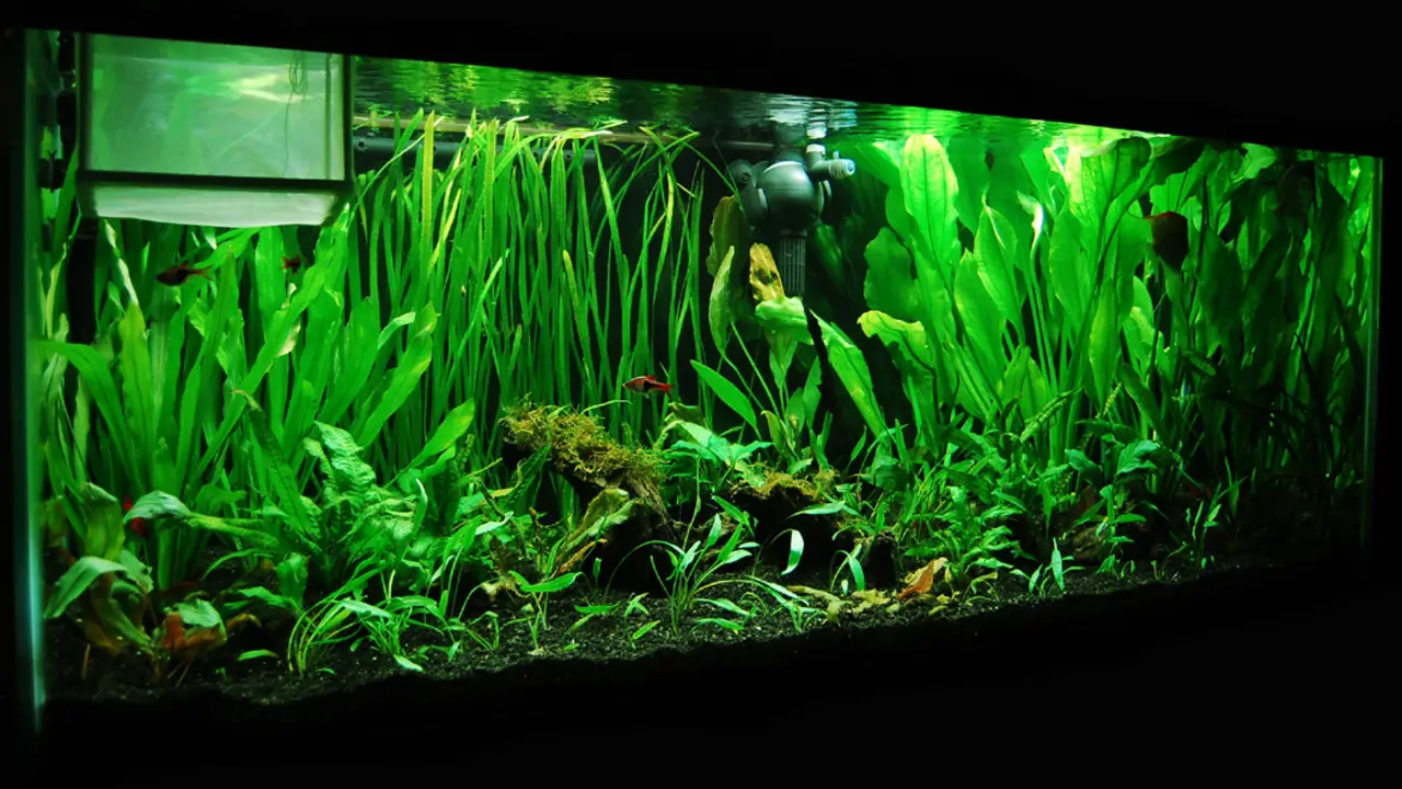 Choosing The Right Plants For Your 75-Gallon Tank