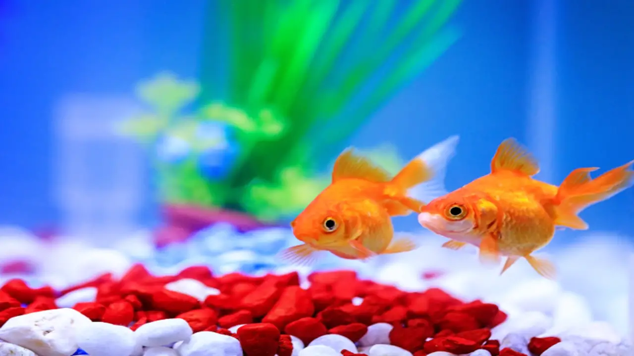 Choosing The Right Temperature Range For Your Goldfish