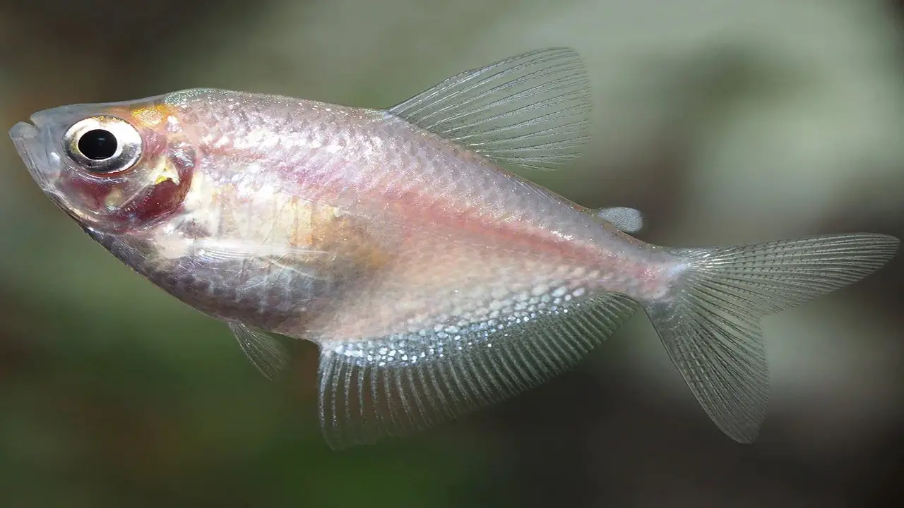 Colors And Markings Of Gold-Skirt Tetra