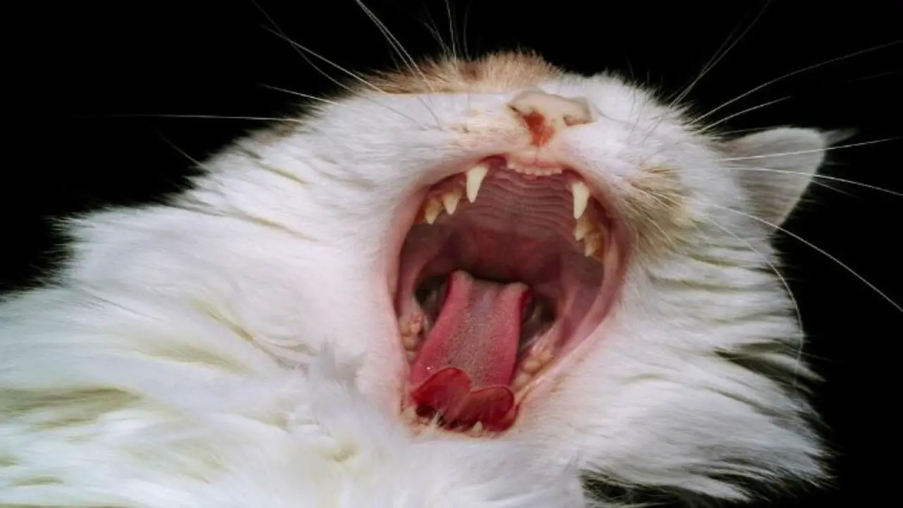 Common Causes Of Broken Palate In Cats