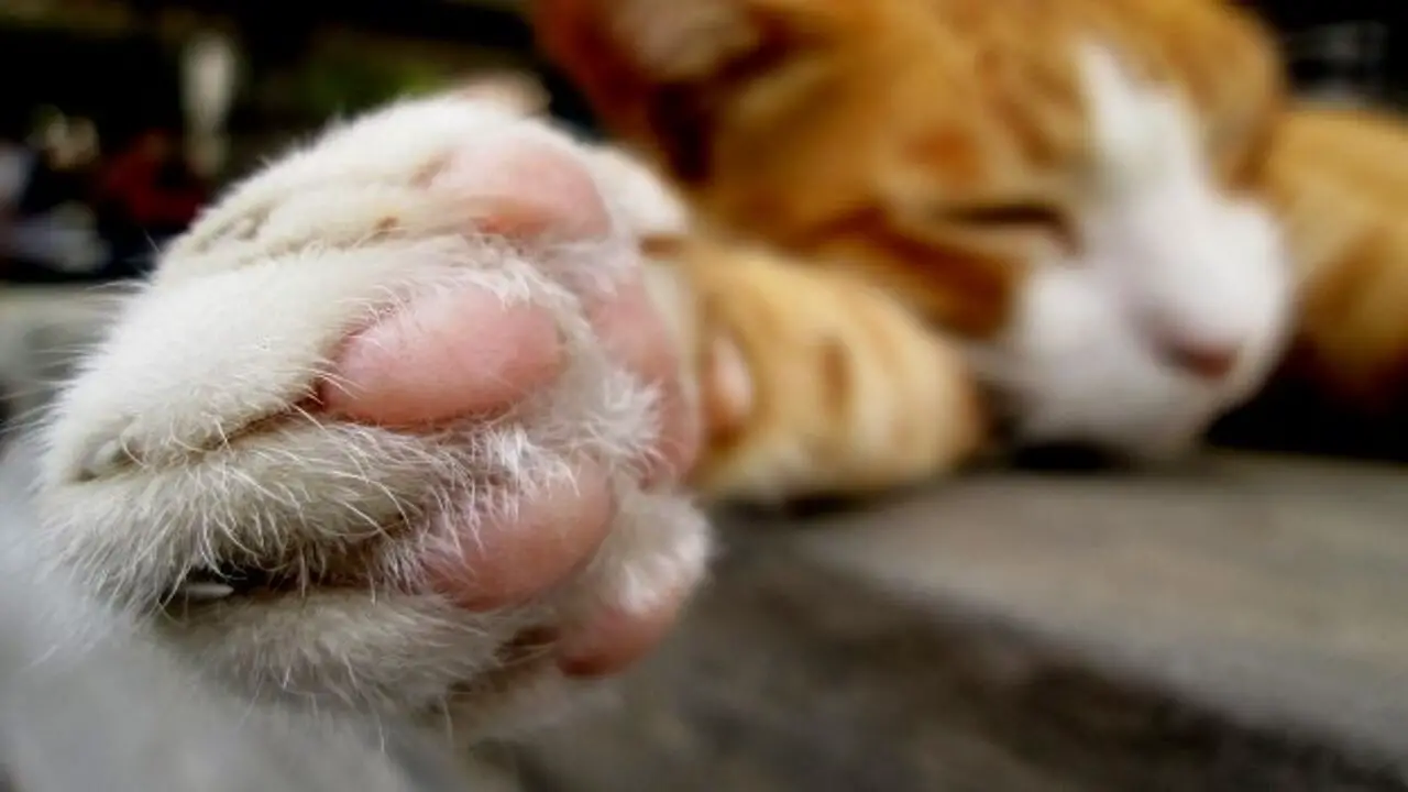 Common Causes Of Callus Growth On Cat Paw Pads