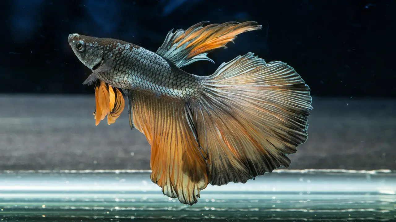 Common Health Issues And How To Prevent Them In Bumblebee-Betta Fish