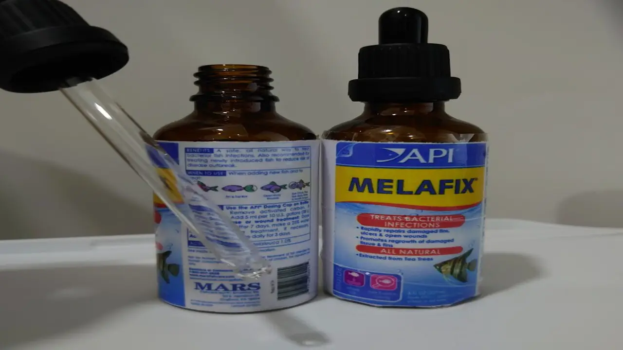 Common Health Issues In Betta Fish That Can Be Treated With Melafix