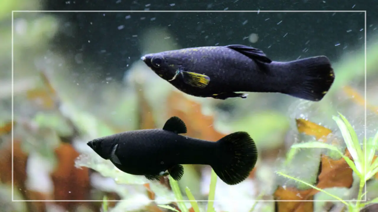 Common Issues And Challenges During Pregnancy In Black Molly Fish