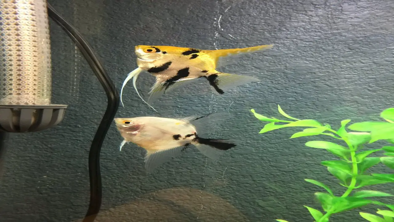 Common Misconceptions About Angelfish-Fin Rot