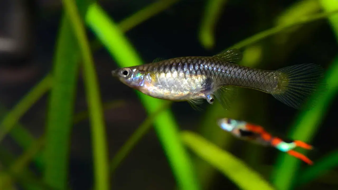 Common Misconceptions About Guppy Birth