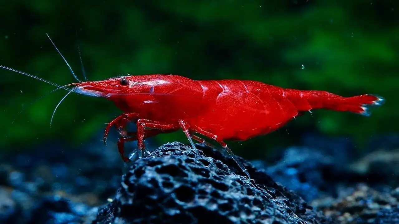 Common Misconceptions About Shrimp's Lifespan