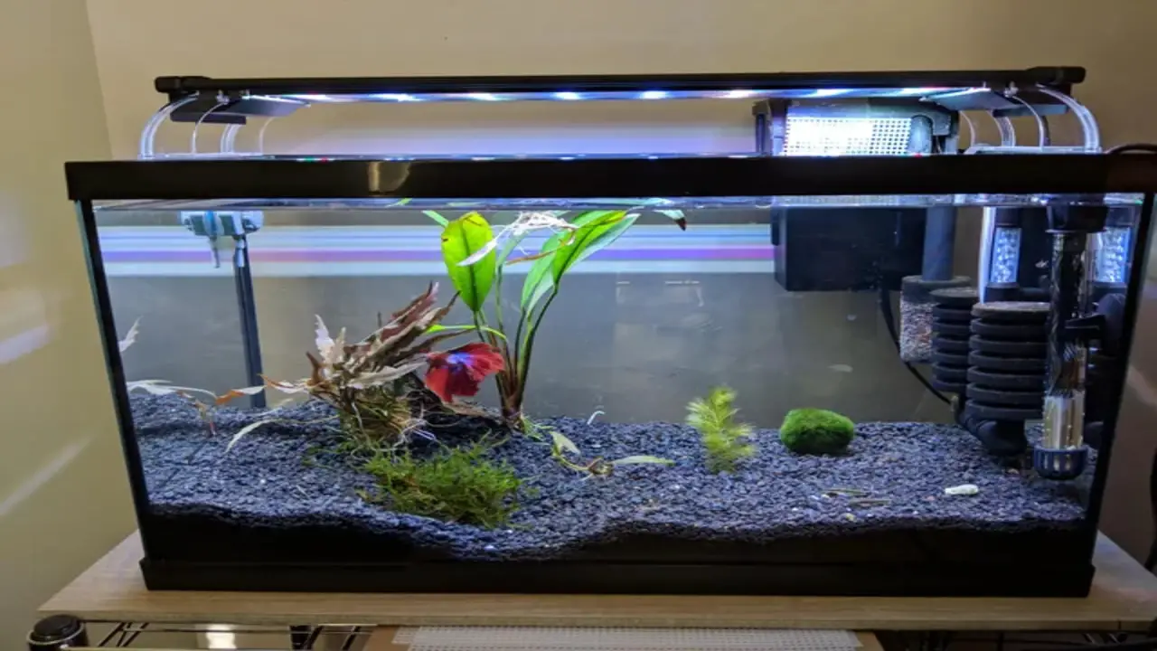 Common Mistakes To Avoid When Keeping Otocinclus In A 10-Gallon Tank