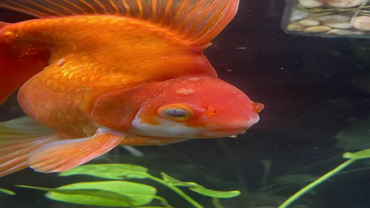 Common Symptoms And Signs Of Cloudy Eye In Fish