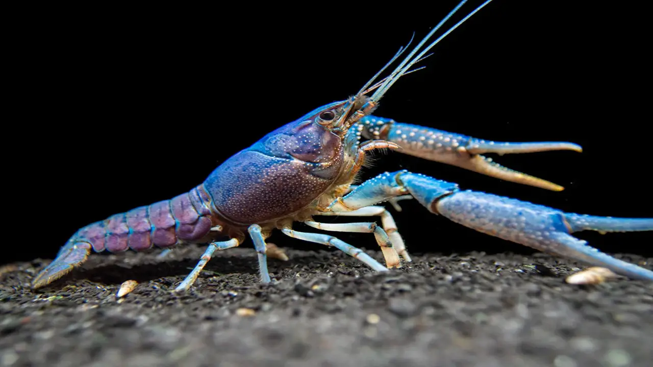 Conditions For Crayfish