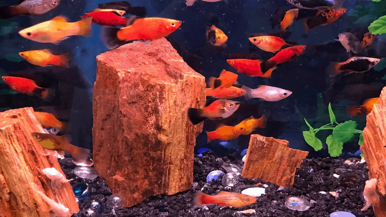 Consequences Of Overcrowding Platies In A Tank