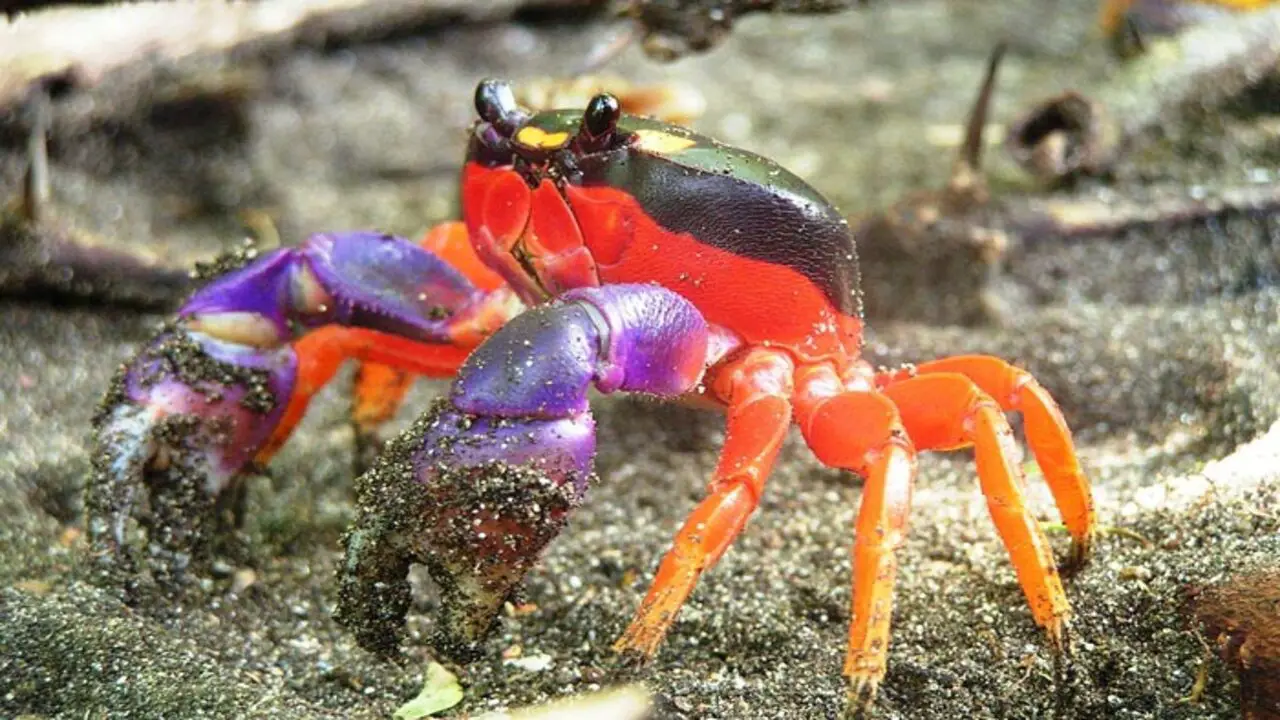 Creating A Comfortable Moulting Environment For Your Crabs