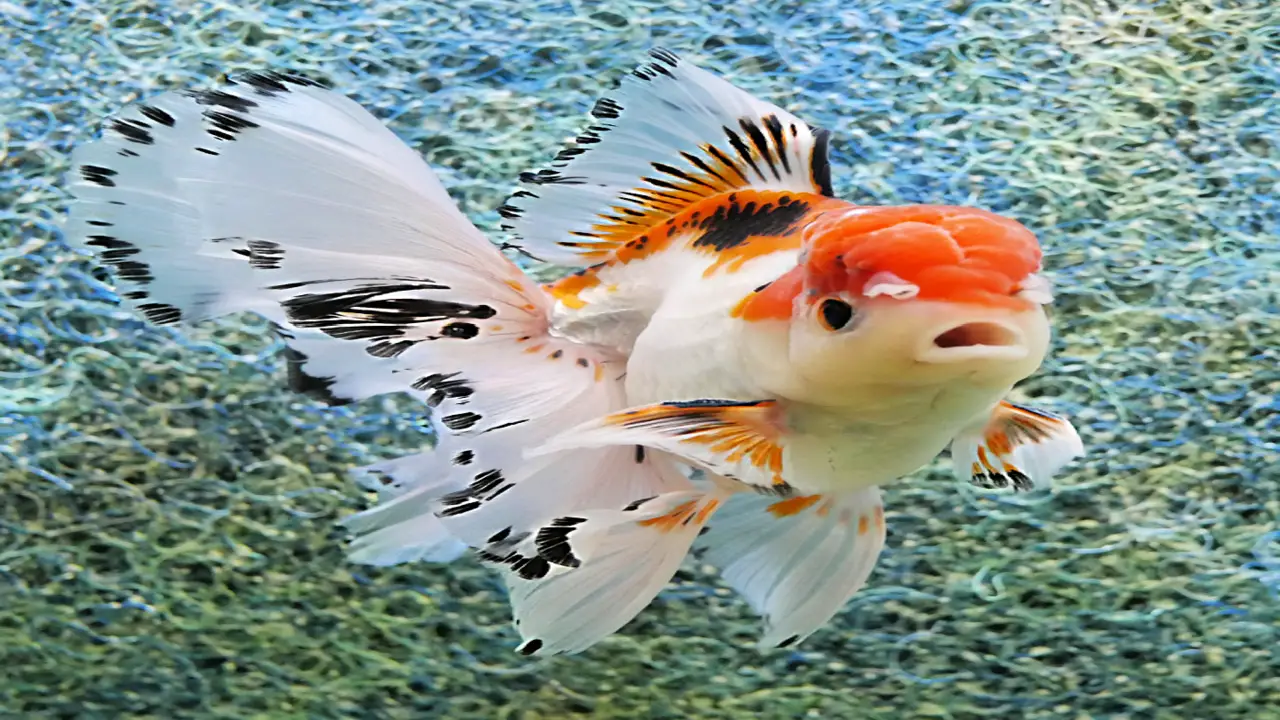 Dandyorandas' Commitment To Goldfish Health And Quality