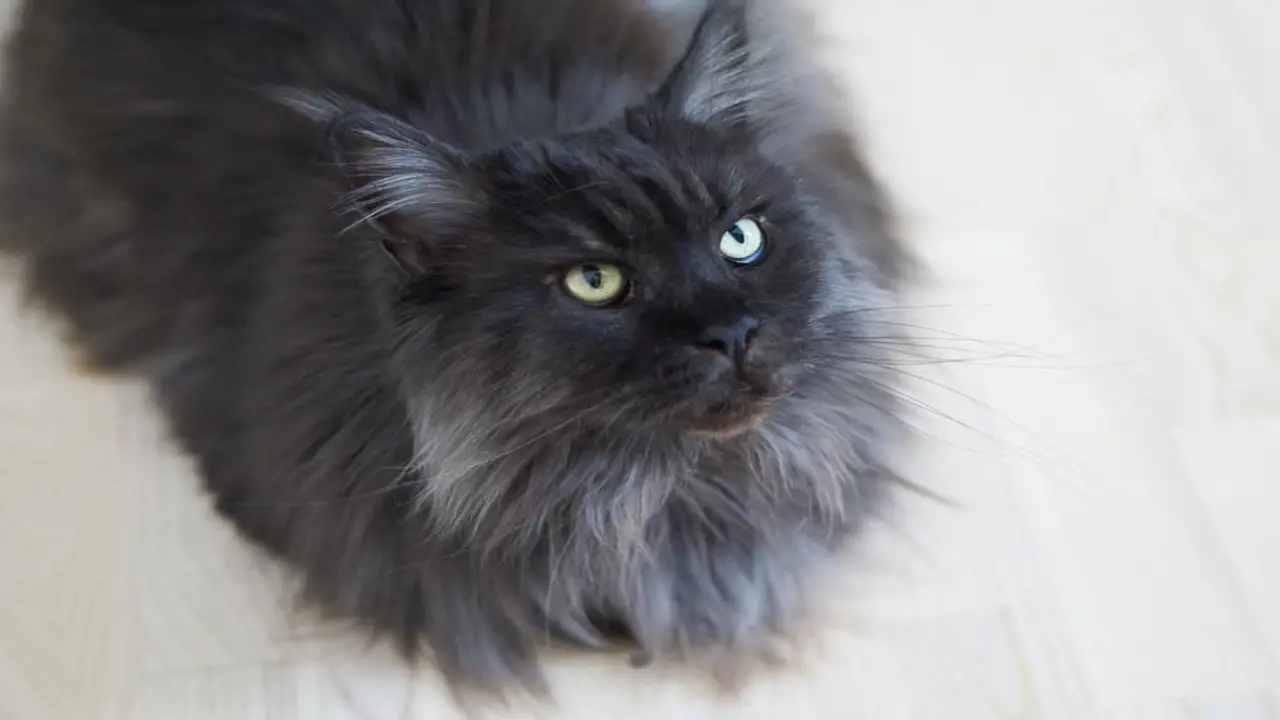 Determining The Age Of Cat Through White Hair Growth