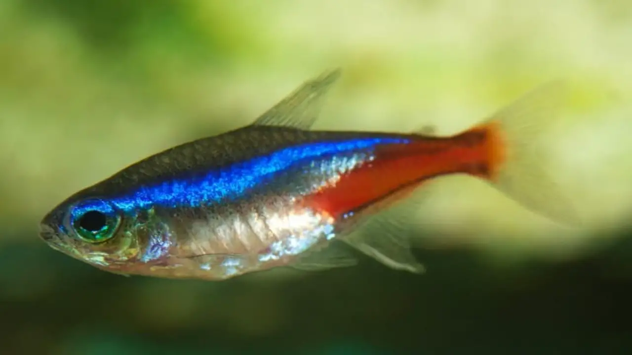 Differences Between Neon Tetra Male Vs Female