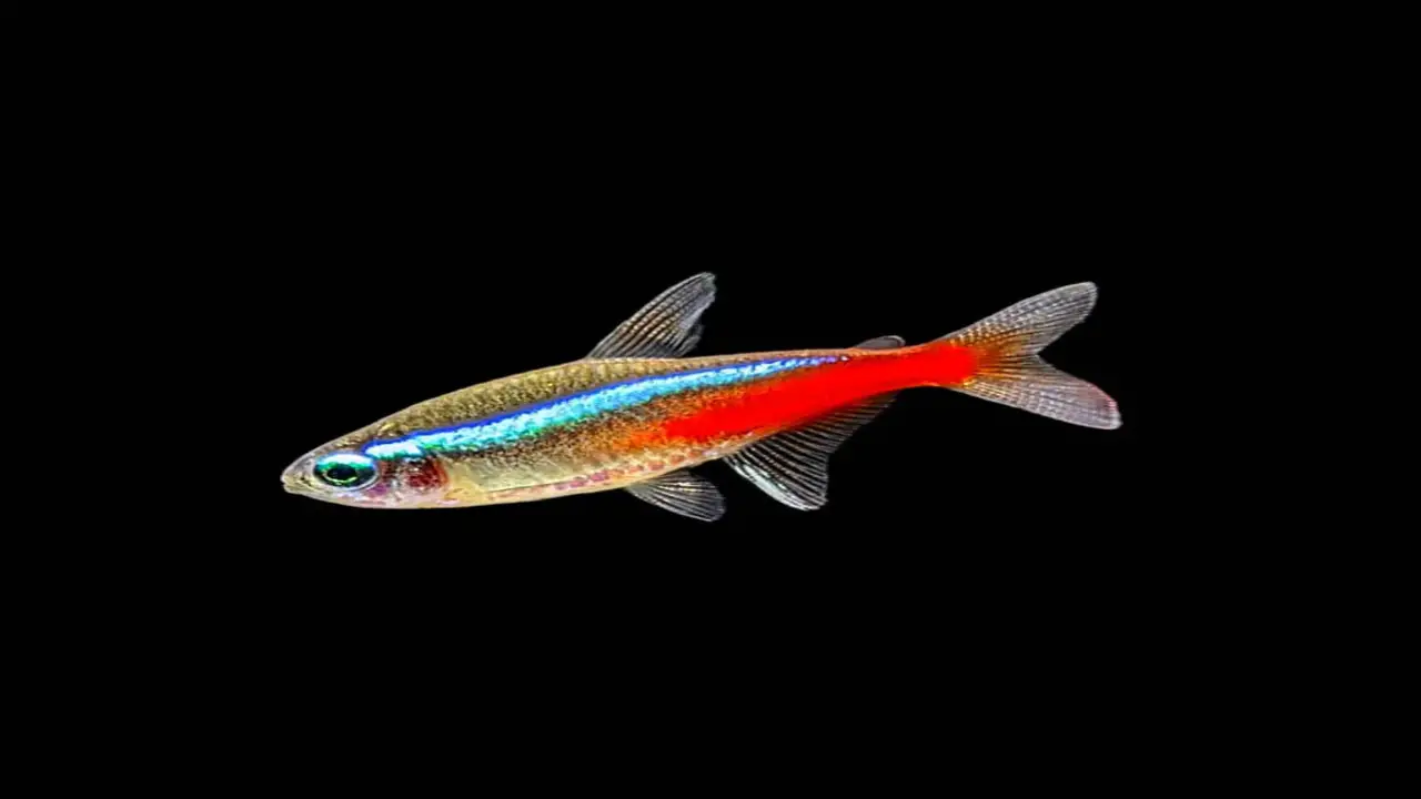 Differences In Behavior Between Male And Female Neon Tetras
