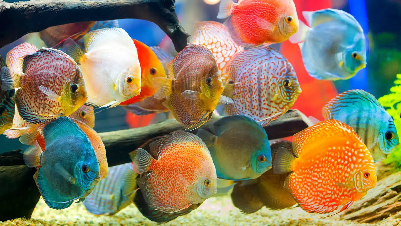 Discus Fish Care And Maintenance
