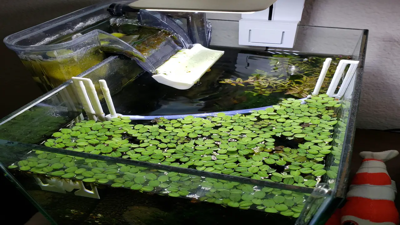Discussion On- How Floating Plant Corrals Can Improve Your Aquarium